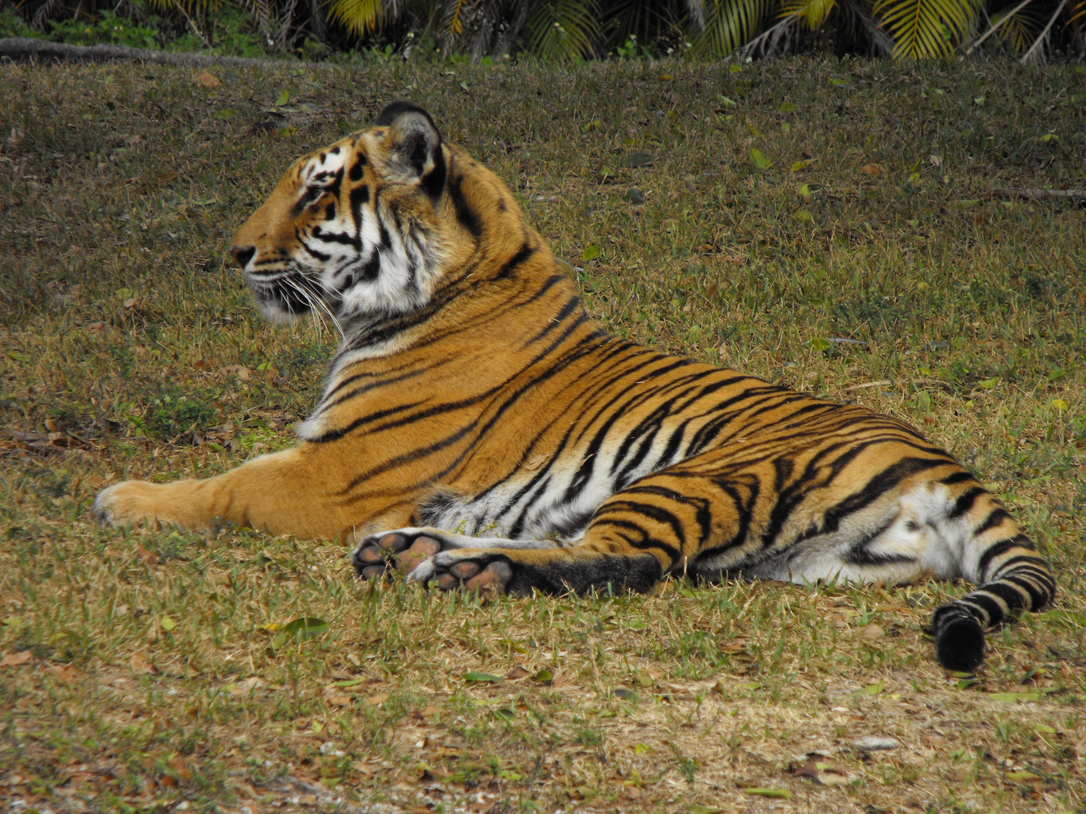 Тигры живущие в россии. Бенгальский тигр. Животные похожие на тигра. Тигр цвет. Тигр жив.